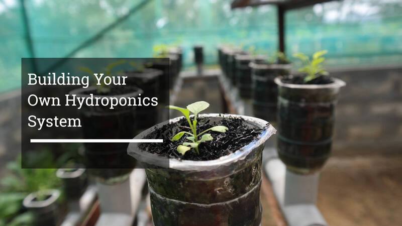 Building Your Own Hydroponics System