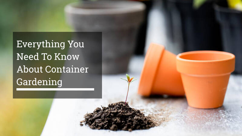 Everything You Need To Know About Container Gardening