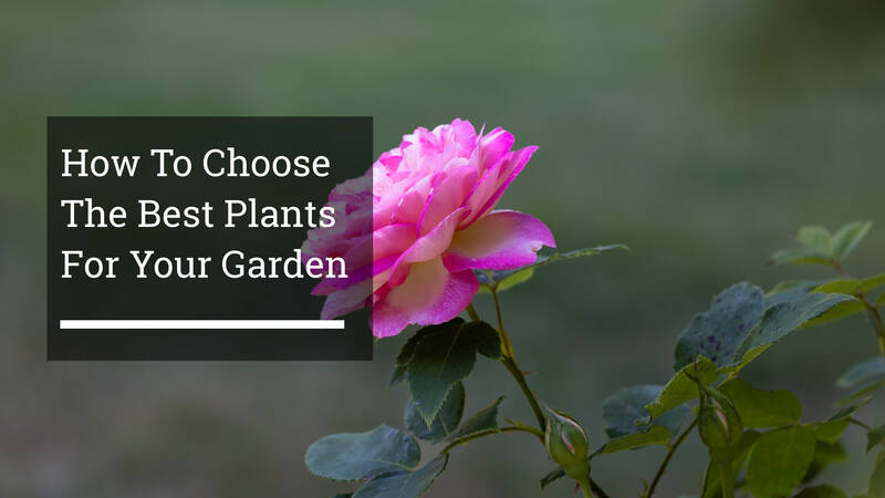 How To Choose The Best Plants For Your Garden