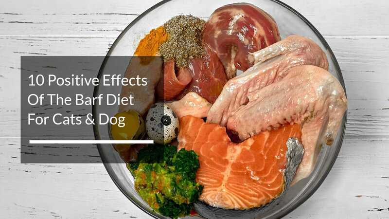 10 Positive Effects Of The Barf Diet For Cats & Dog