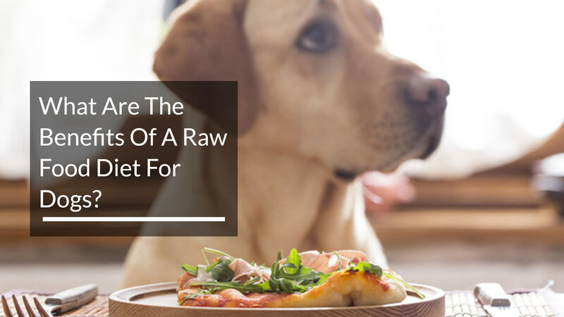 What Are The Benefits Of A Raw Food Diet For Dogs