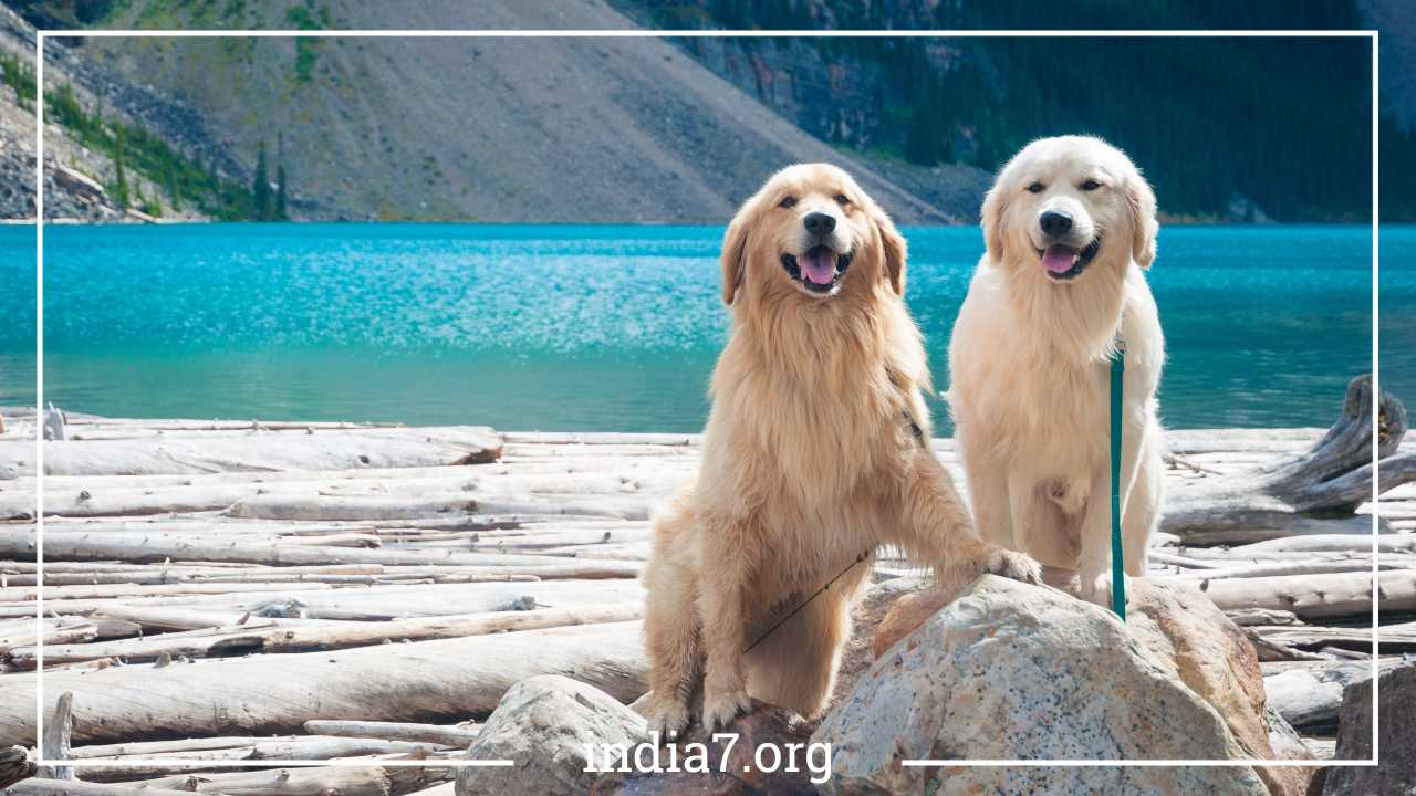 Breeding Golden Retrievers