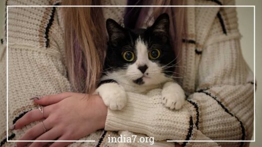 Cats Bonding With Their Owners