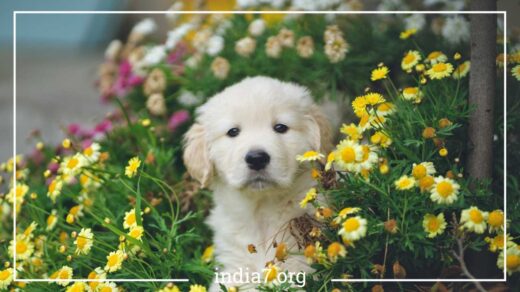 Eye and Heart Diseases in Golden Retrievers