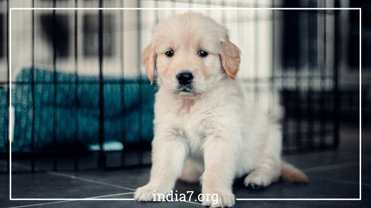 Feeding Golden Retriever Puppy: Guide for Health & Happiness Feeding Golden Retriever Puppy