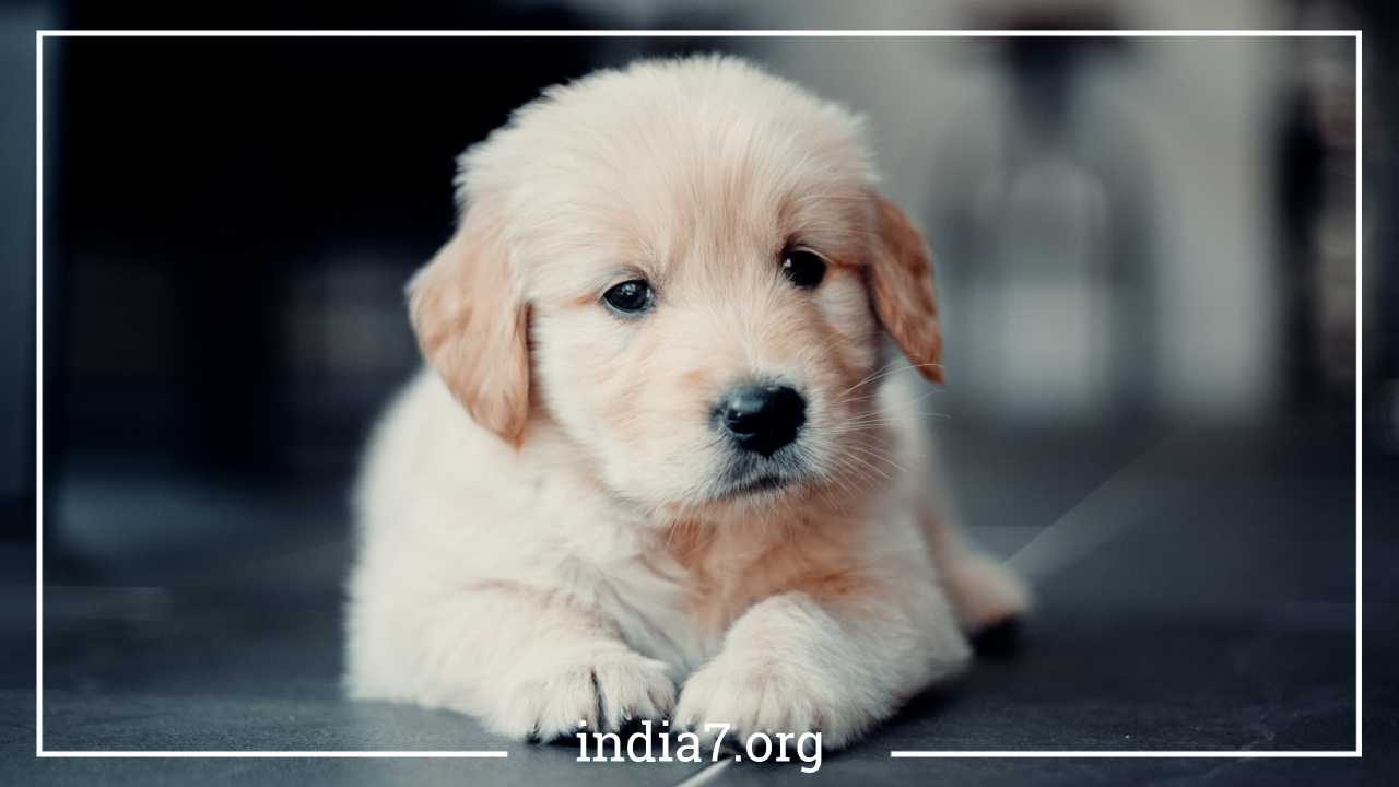 Golden Retriever Breeder