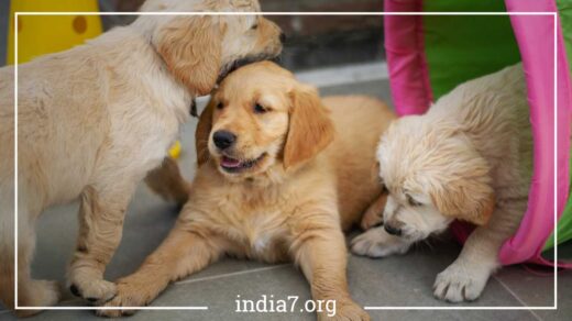 Golden Retriever Puppies