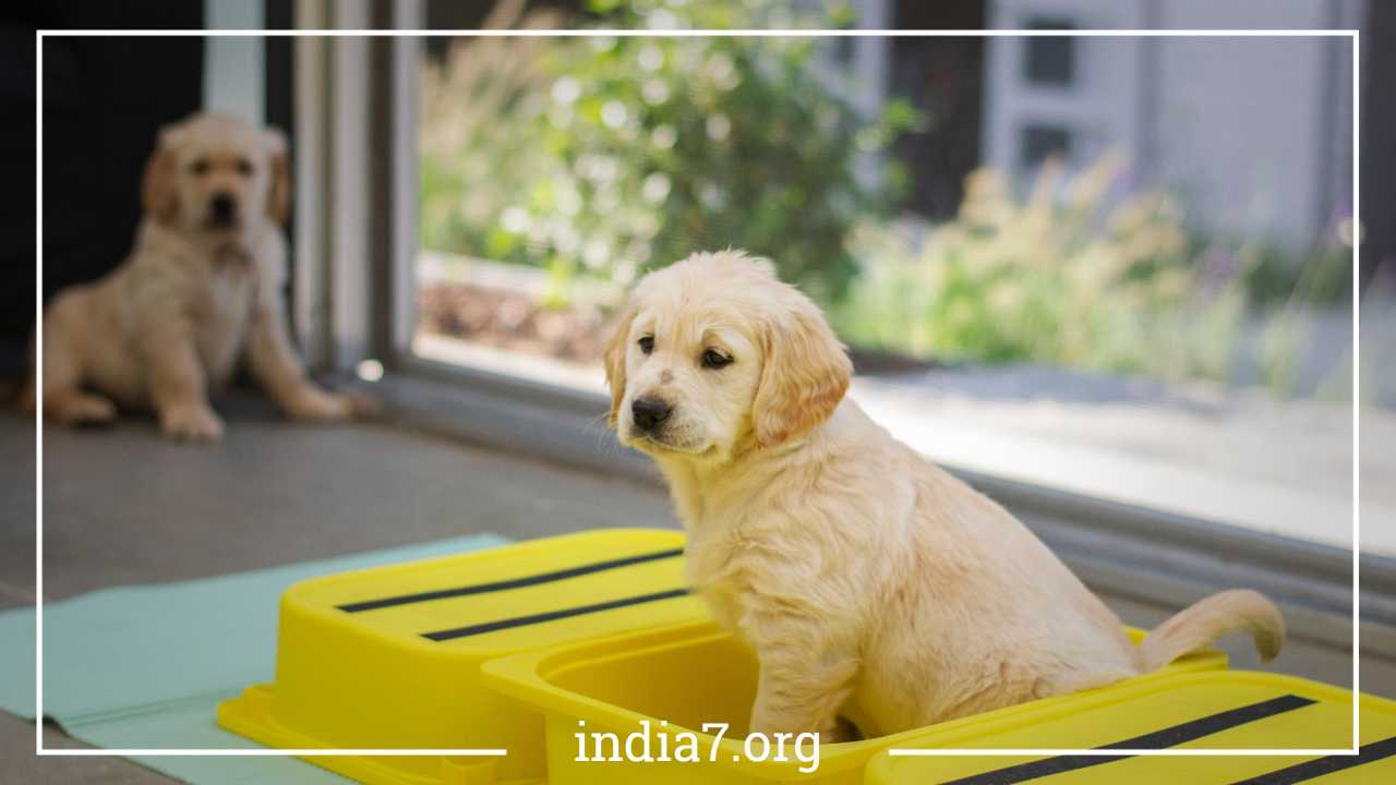 Golden Retriever Puppy