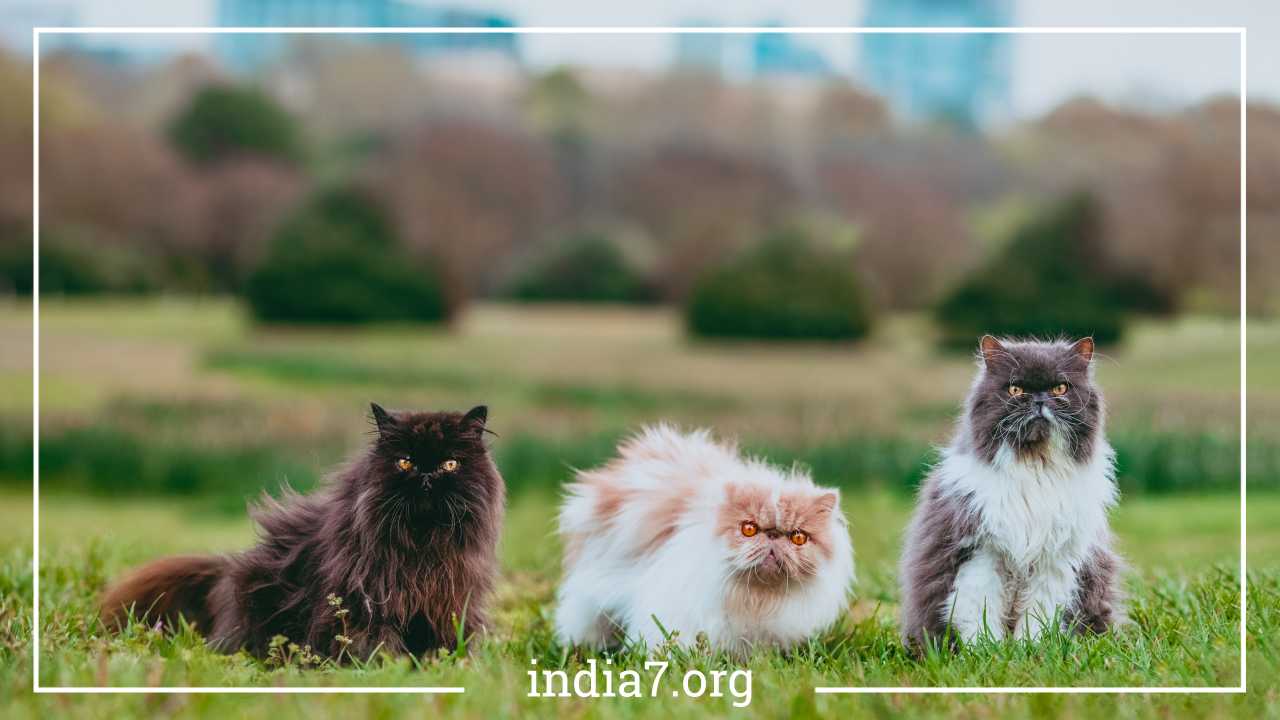 Persian Cats